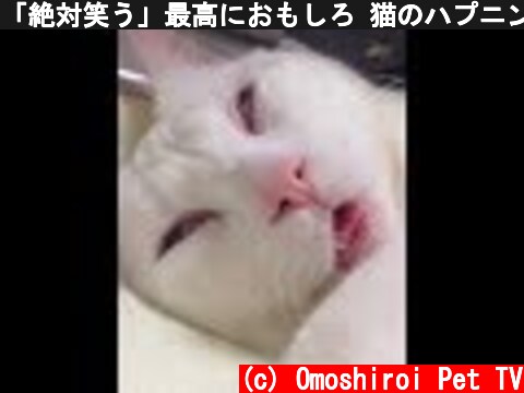 「絶対笑う」最高におもしろ 猫のハプニング, 失敗動画集・かわいい猫  (c) Omoshiroi Pet TV